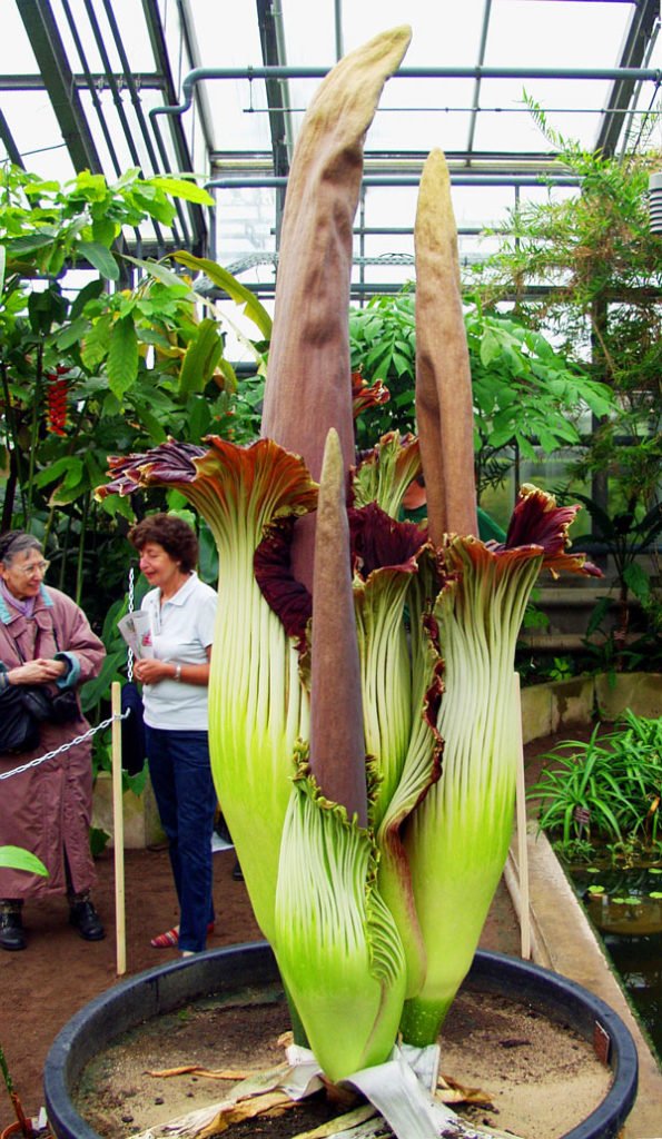 Amorphophallus titanum