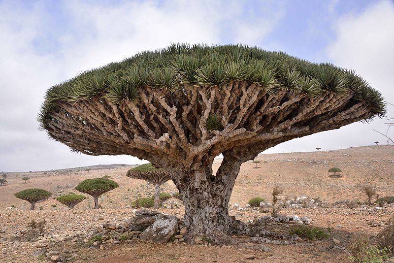 Árbol impresionante y majestuoso