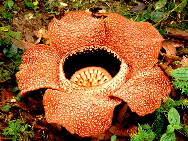 Rafflesia