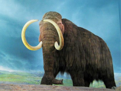 Mamut lanudo